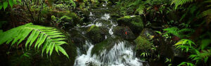 Fern Creek 960 X 300