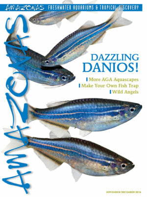 AMAZONAS Nov/Dec 2016: Dazzling Danios!