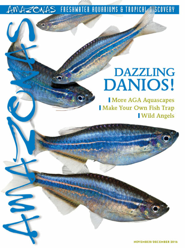 AMAZONAS Nov/Dec 2016: Dazzling Danios!