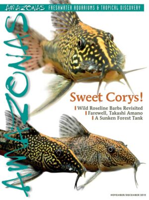AMAZONAS Nov/Dec 2015: Sweet Corys!
