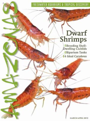 AMAZONAS Mar/Apr 2012: Dwarf Shrimps