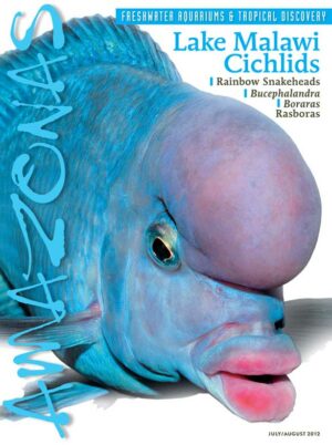 AMAZONAS Jul/Aug 2012: Lake Malawi Cichlids