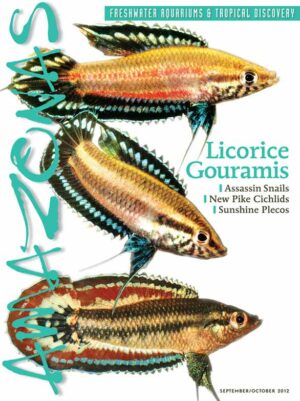 AMAZONAS Sep/Oct 2012: Licorice Gouramis