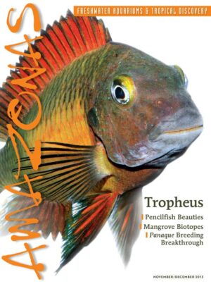 AMAZONAS Nov/Dec 2013: Tropheus