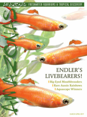 AMAZONAS Mar/Apr 2017: Endler's Livebearers!