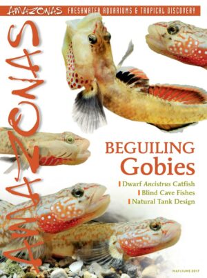 AMAZONAS May/Jun 2017: Beguiling Gobies