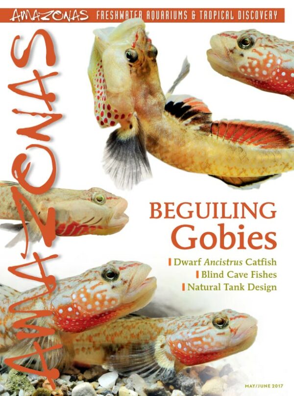 AMAZONAS May/Jun 2017: Beguiling Gobies