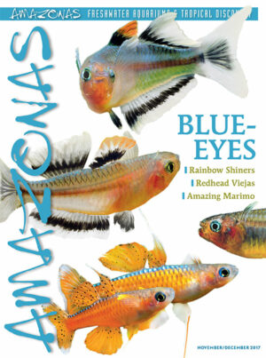 AMAZONAS Nov/Dec 2017: Blue-Eyes