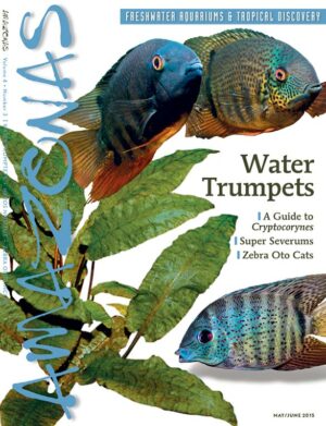 AMAZONAS May/Jun 2015: Water Trumpets