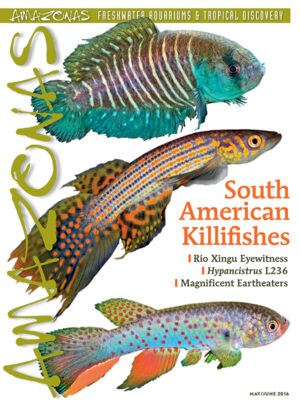 AMAZONAS May/Jun 2016: South American Killifishes