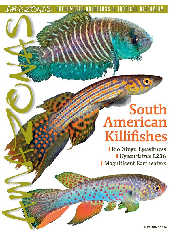 AMAZONAS May/Jun 2016: South American Killifishes