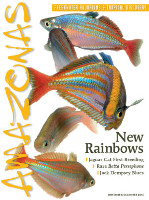 AMAZONAS Nov/Dec 2014: New Rainbows