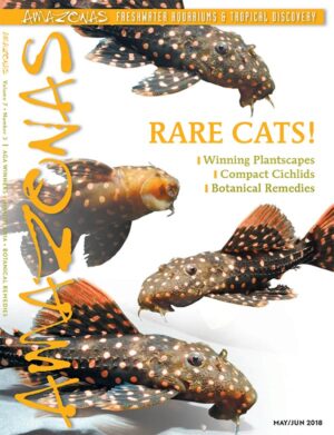 AMAZONAS May/Jun 2018: Rare Cats!