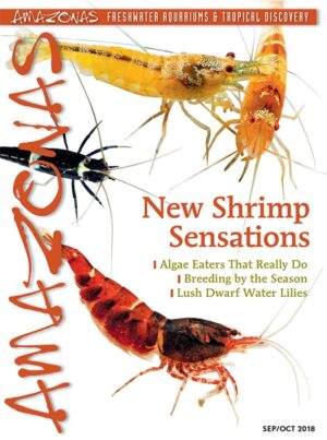 AMAZONAS Sep/Oct 2018: New Shrimp Sensations