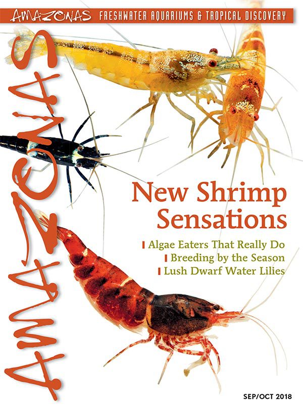 AMAZONAS Sep/Oct 2018: New Shrimp Sensations