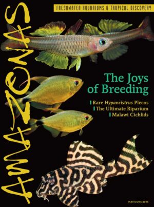 AMAZONAS May/Jun 2014: The Joys of Breeding
