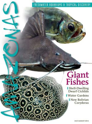 AMAZONAS Jul/Aug 2014: Giant Fishes