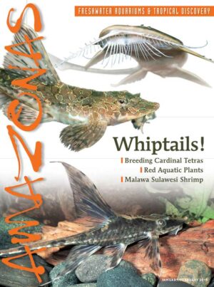 AMAZONAS Jan/Feb 2015: Whiptails!