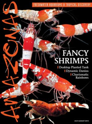 AMAZONAS Jul/Aug 2015: Fancy Shrimps