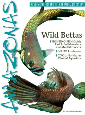 AMAZONAS Sep/Oct 2015: Wild Bettas