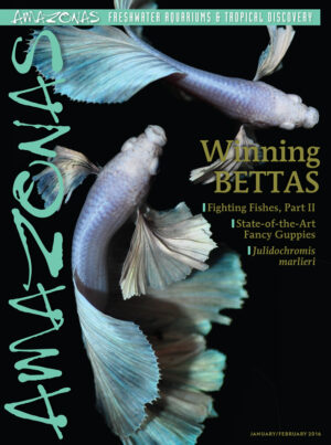 AMAZONAS Jan/Feb 2016: Winning Bettas