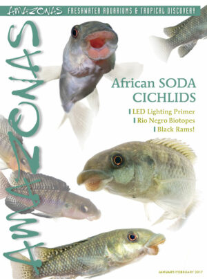 AMAZONAS Jan/Feb 2017: African Soda Cichlids