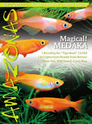 AMAZONAS Sep/Oct 2016: Magical! MEDAKA