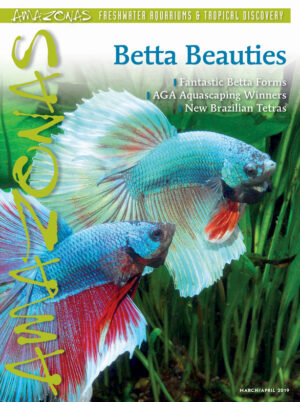 AMAZONAS Mar/Apr 2019: Betta Beauties