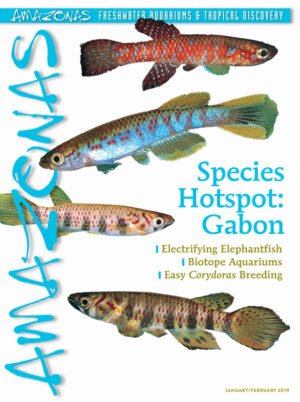 AMAZONAS Jan/Feb 2019 – Species Hotspot: Gabon