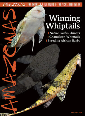 AMAZONAS May/Jun 2019: Winning Whiptails