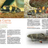 AMAZONAS Sep/Oct 2019: Man-made Fishes - Image 3