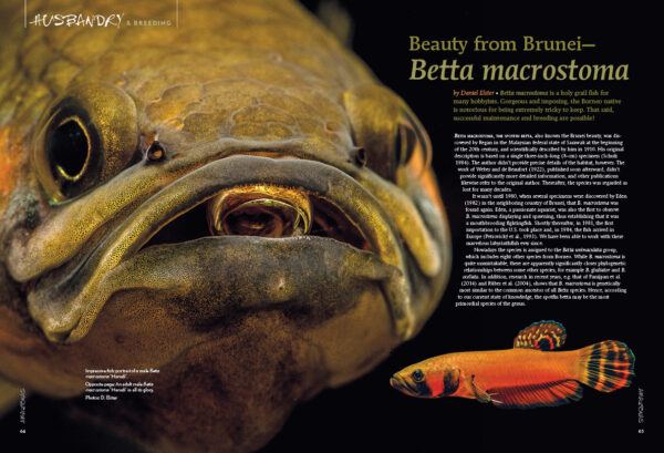 AMAZONAS Sep/Oct 2019: Man-made Fishes - Image 4