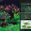AMAZONAS Mar/Apr 2020: Dreamscapes: Planting Underwater Worlds - Image 3