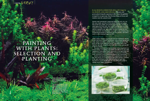 AMAZONAS Mar/Apr 2020: Dreamscapes: Planting Underwater Worlds - Image 3