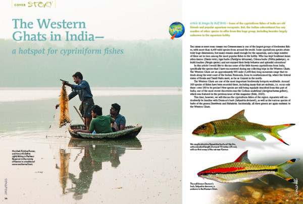 AMAZONAS July/Aug 2020: Boisterous Barbs - Image 2