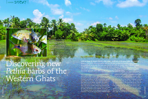 AMAZONAS July/Aug 2020: Boisterous Barbs - Image 3