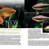 AMAZONAS Nov/Dec 2020: Keeping Characins - Image 2