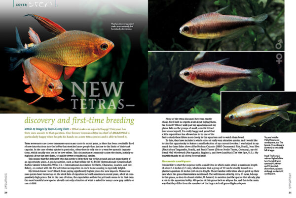 AMAZONAS Nov/Dec 2020: Keeping Characins - Image 2