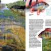 AMAZONAS Nov/Dec 2020: Keeping Characins - Image 3