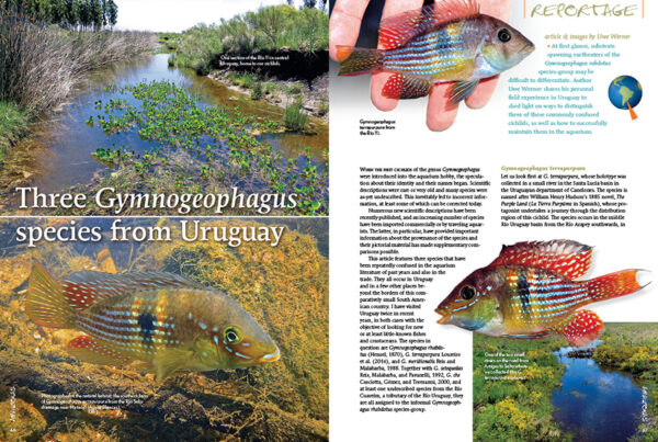 AMAZONAS Nov/Dec 2020: Keeping Characins - Image 3