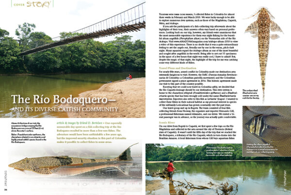 AMAZONAS Jan/Feb 2021: Alluring Loricariids - Image 3