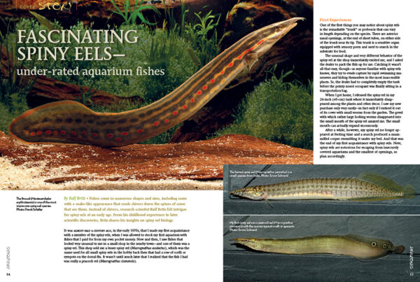 AMAZONAS Mar/Apr 2021: Spiny Eels - Image 2