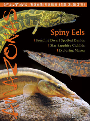 AMAZONAS Mar/Apr 2021: Spiny Eels