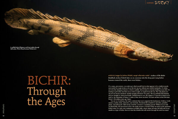 AMAZONAS Jul/Aug 2021: Fossil Fishes - Image 2