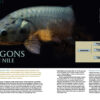 AMAZONAS Jul/Aug 2021: Fossil Fishes - Image 3