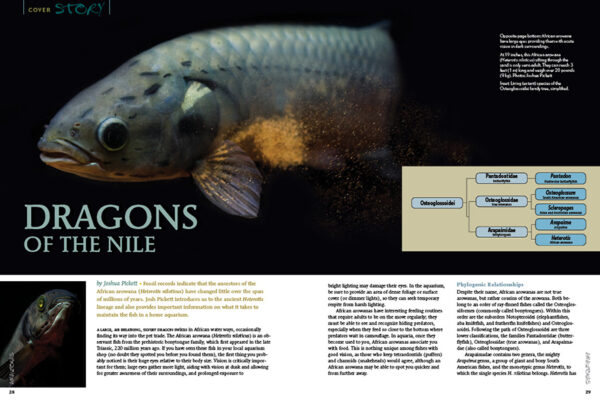 AMAZONAS Jul/Aug 2021: Fossil Fishes - Image 3