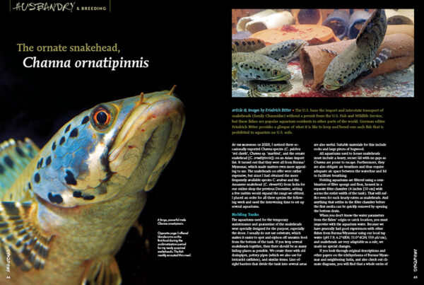 AMAZONAS Jul/Aug 2021: Fossil Fishes - Image 6