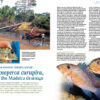 AMAZONAS Jul/Aug 2021: Fossil Fishes - Image 4