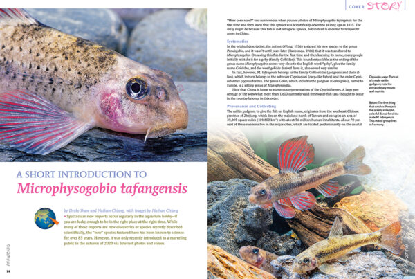 AMAZONAS Sep/Oct 2021: Gudgeons & Gobies - Image 2