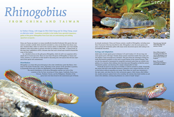 AMAZONAS Sep/Oct 2021: Gudgeons & Gobies - Image 3